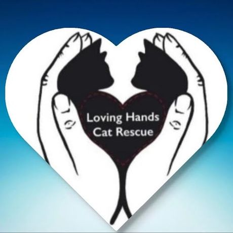 Loving Hands Cat Rescue profile image