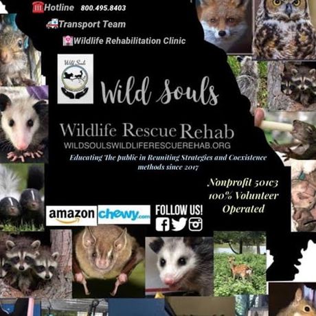 Wild Souls Wildlife Rescue profile image