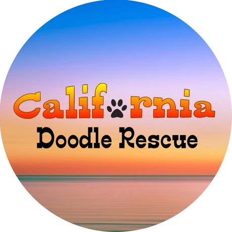 California Doodle Rescue profile image
