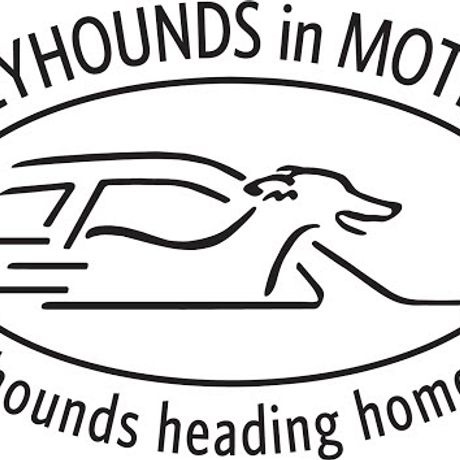 Greyhounds In Motion