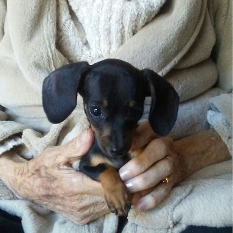 Rockn EZ rescue ranch profile image