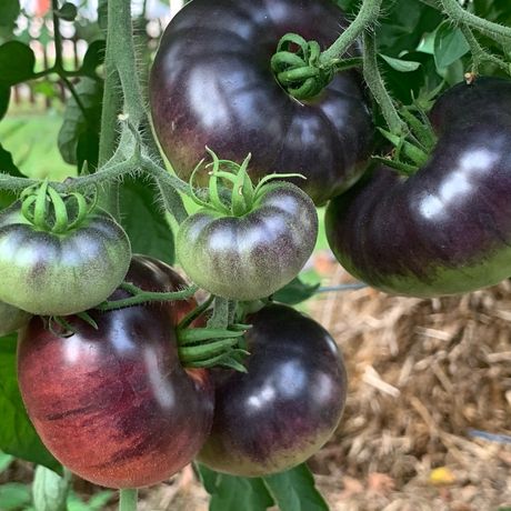 Red Shed Farm Stand profile image