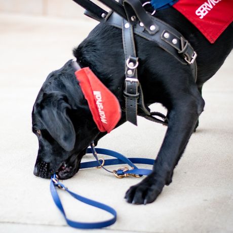 Precision Service Dog Foundation Inc
