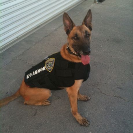 K-9 ARMOR profile image