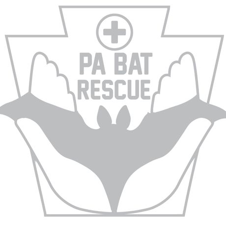 Pennsylvania Bat Rescue