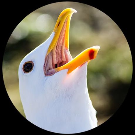Seymore Gulls