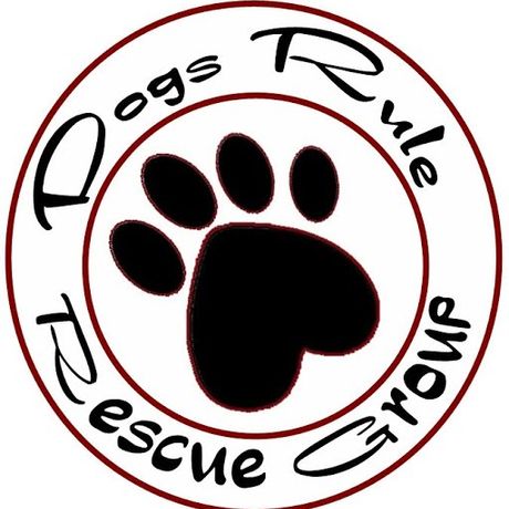 Dogs Rule