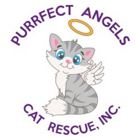 Purrfect Angels Cat Rescue Inc profile image