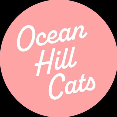 Ocean Hill Cats