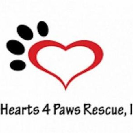 Big Hearts 4 Paws Rescue, INC profile image