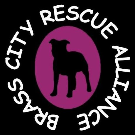 Brass City Rescue Alliance profile image
