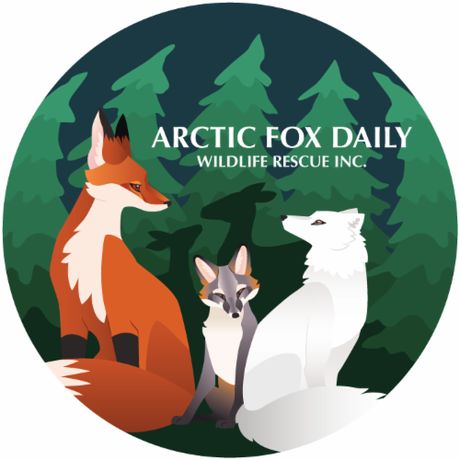 Arctic Fox Daily Wildlife Rescue, Inc. profile image