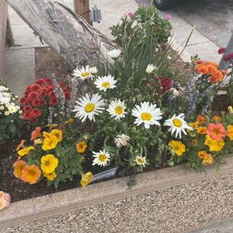 Morro Bay in Bloom, Inc. profile image